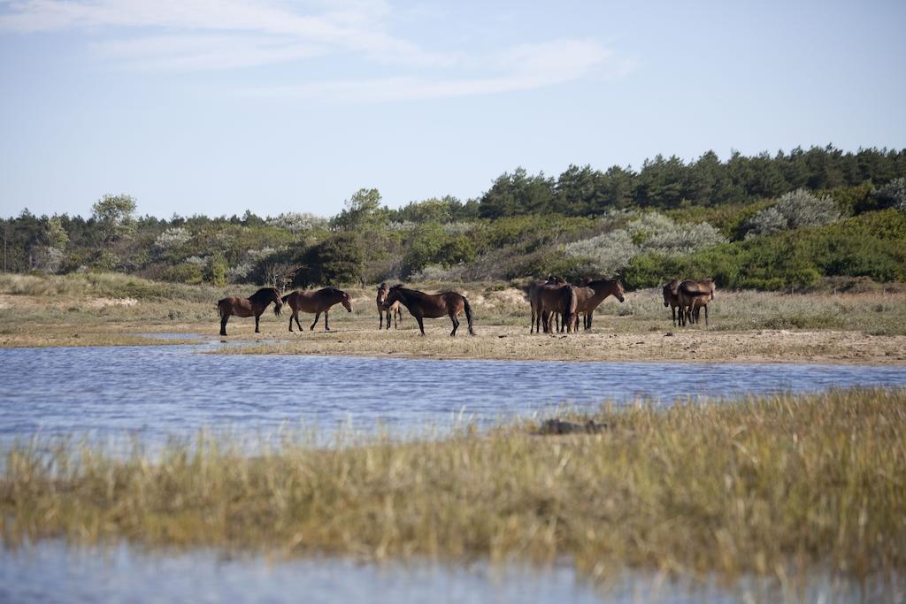 إيجموند-بينن Bungalows - Bungalowpark Mooyeveld - Uniek Gelegen In De Duinen! المظهر الخارجي الصورة